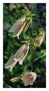 CAMPANULA punctata 'Alba'